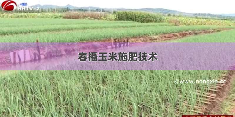 春播玉米施肥技术
