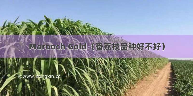 Marooch Gold（番荔枝品种好不好）