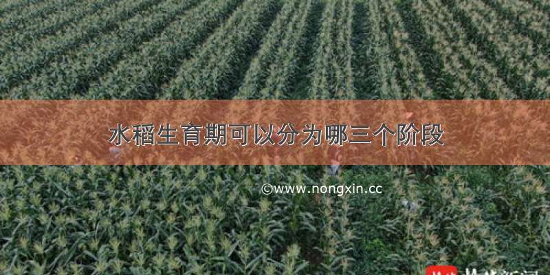 水稻生育期可以分为哪三个阶段