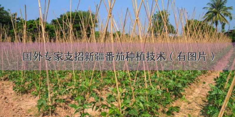 国外专家支招新疆番茄种植技术（有图片）