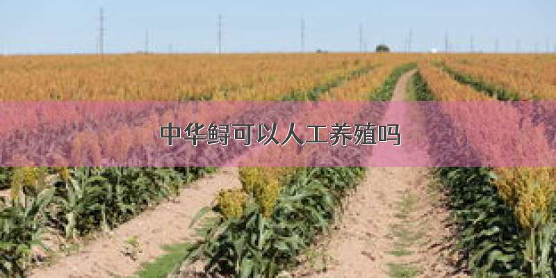 中华鲟可以人工养殖吗