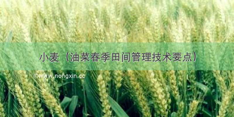小麦（油菜春季田间管理技术要点）