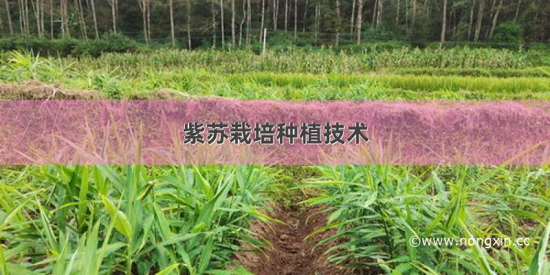 紫苏栽培种植技术