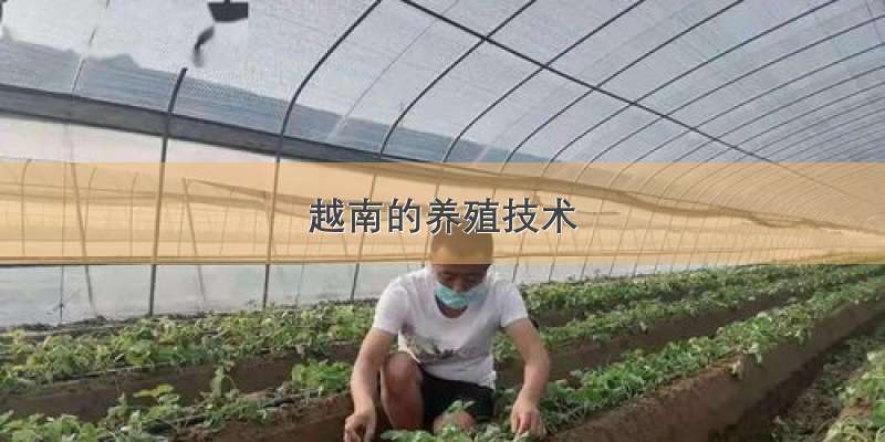 越南的养殖技术