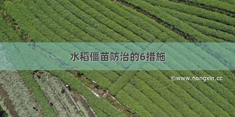 水稻僵苗防治的6措施