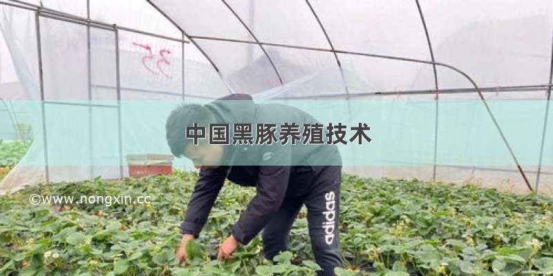 中国黑豚养殖技术