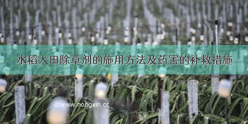 水稻大田除草剂的施用方法及药害的补救措施