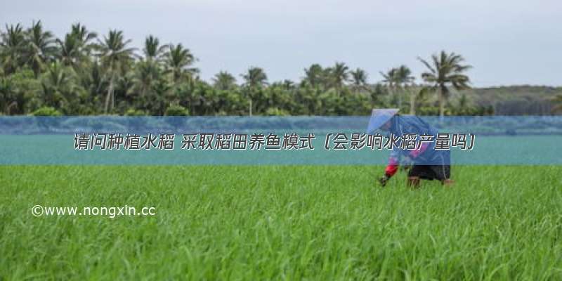 请问种植水稻 采取稻田养鱼模式（会影响水稻产量吗）