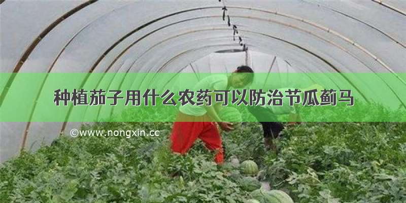 种植茄子用什么农药可以防治节瓜蓟马