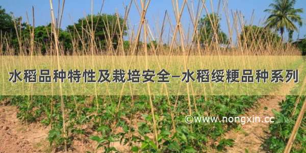 水稻品种特性及栽培安全—水稻绥粳品种系列