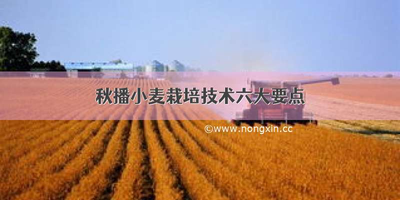秋播小麦栽培技术六大要点