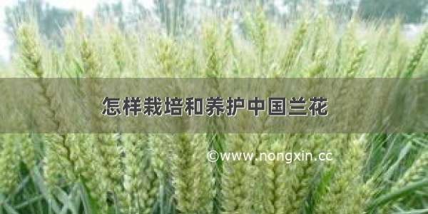 怎样栽培和养护中国兰花