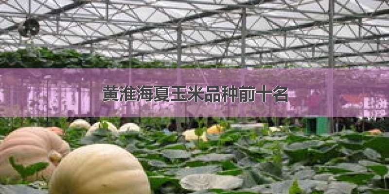 黄淮海夏玉米品种前十名