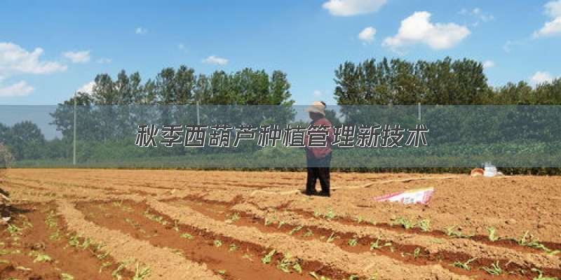 秋季西葫芦种植管理新技术