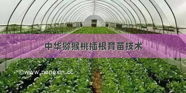 中华猕猴桃插根育苗技术