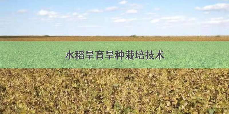 水稻旱育旱种栽培技术