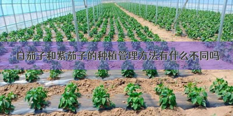 白茄子和紫茄子的种植管理方法有什么不同吗