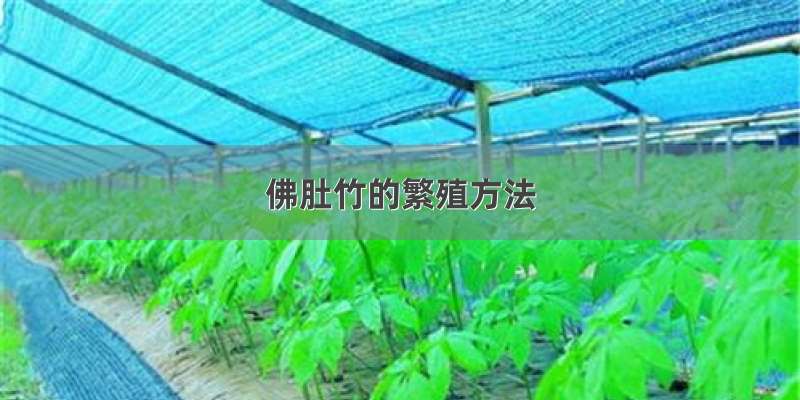 佛肚竹的繁殖方法