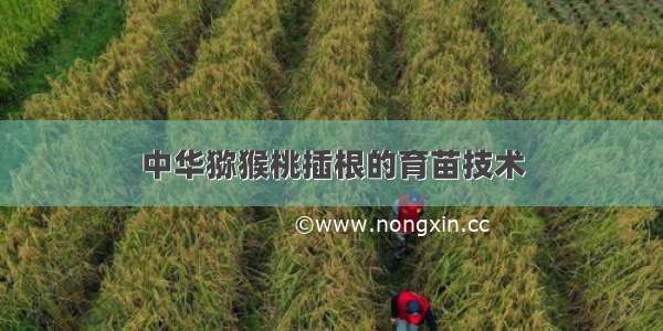 中华猕猴桃插根的育苗技术