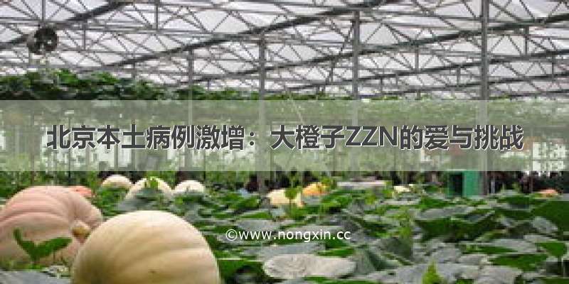 北京本土病例激增：大橙子ZZN的爱与挑战