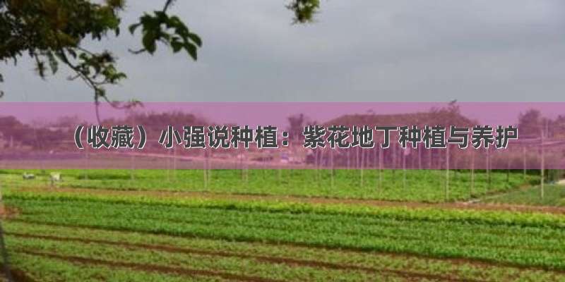 （收藏）小强说种植：紫花地丁种植与养护