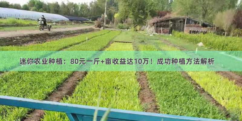 迷你农业种植：80元一斤+亩收益达10万！成功种植方法解析