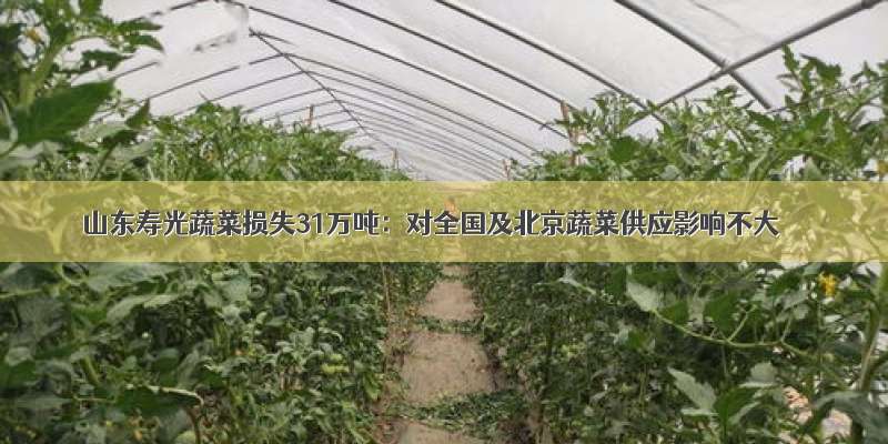 山东寿光蔬菜损失31万吨：对全国及北京蔬菜供应影响不大