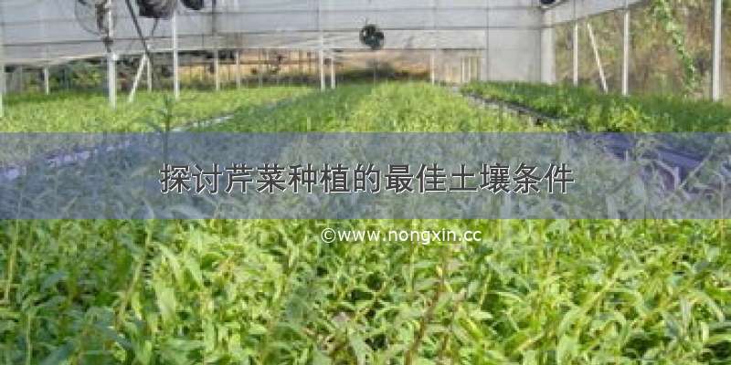 探讨芹菜种植的最佳土壤条件