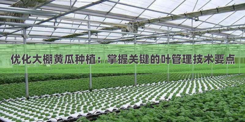 优化大棚黄瓜种植：掌握关键的叶管理技术要点