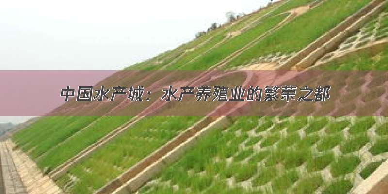 中国水产城：水产养殖业的繁荣之都