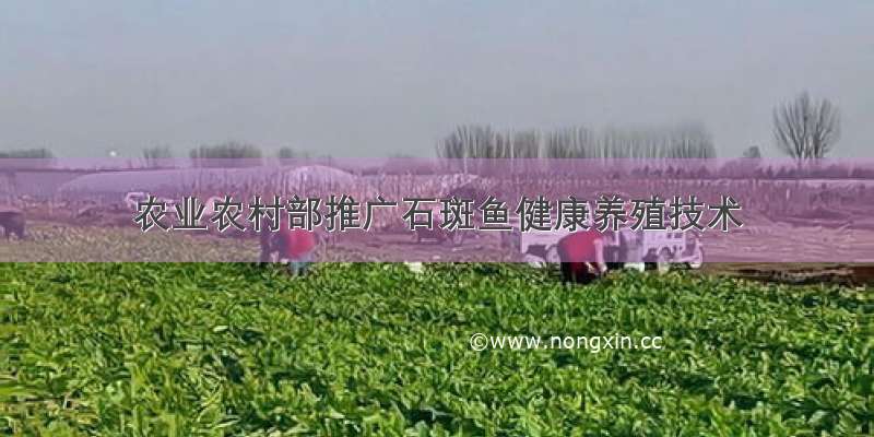 农业农村部推广石斑鱼健康养殖技术