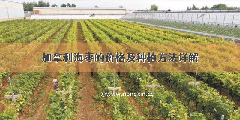 加拿利海枣的价格及种植方法详解