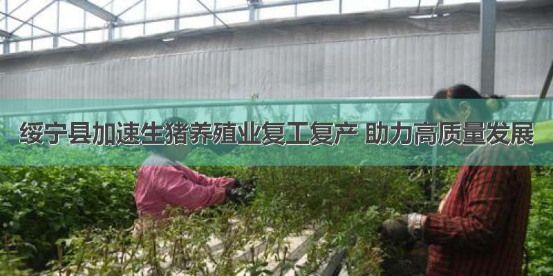 绥宁县加速生猪养殖业复工复产 助力高质量发展