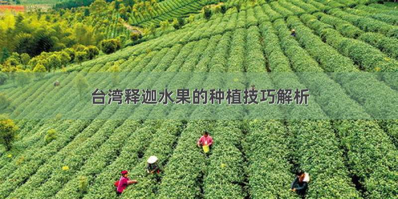 台湾释迦水果的种植技巧解析