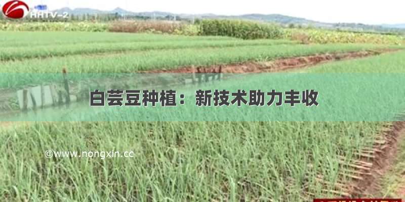 白芸豆种植：新技术助力丰收