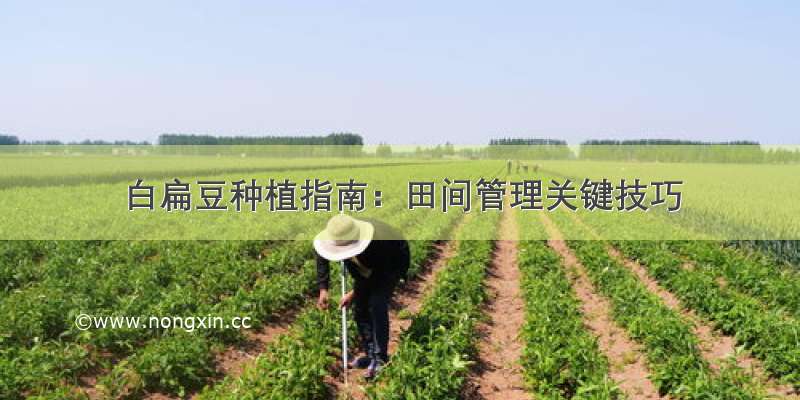 白扁豆种植指南：田间管理关键技巧