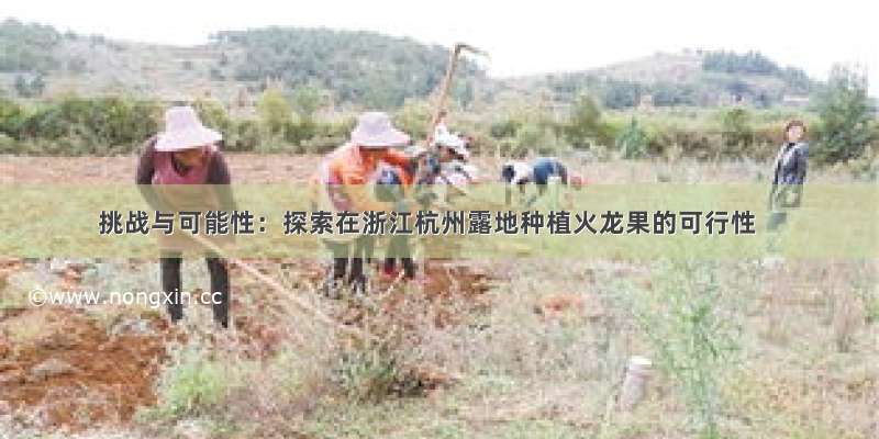 挑战与可能性：探索在浙江杭州露地种植火龙果的可行性