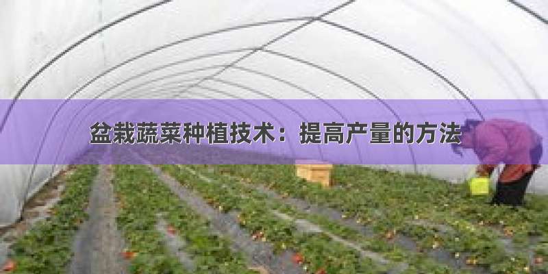 盆栽蔬菜种植技术：提高产量的方法