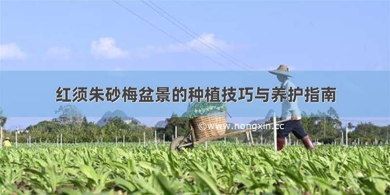 红须朱砂梅盆景的种植技巧与养护指南