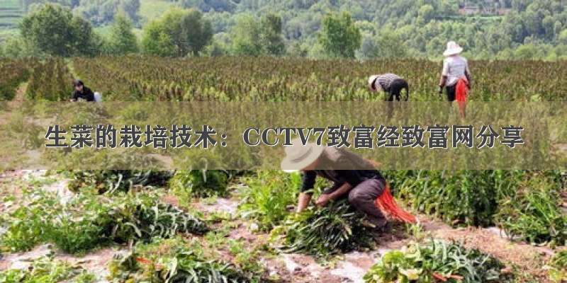 生菜的栽培技术：CCTV7致富经致富网分享