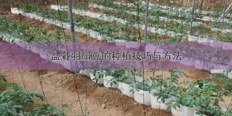 盆栽羽扇豆的种植技巧与方法