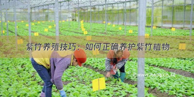 紫竹养殖技巧：如何正确养护紫竹植物