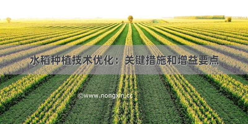 水稻种植技术优化：关键措施和增益要点