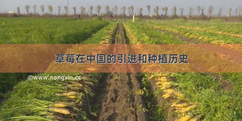 草莓在中国的引进和种植历史