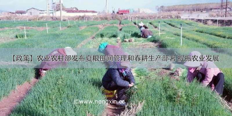 【政策】农业农村部发布夏粮田间管理和春耕生产部署 提振农业发展