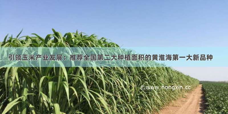 引领玉米产业发展：推荐全国第二大种植面积的黄淮海第一大新品种