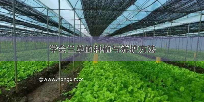 学会兰草的种植与养护方法