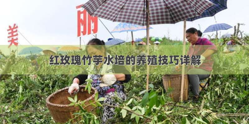 红玫瑰竹芋水培的养殖技巧详解