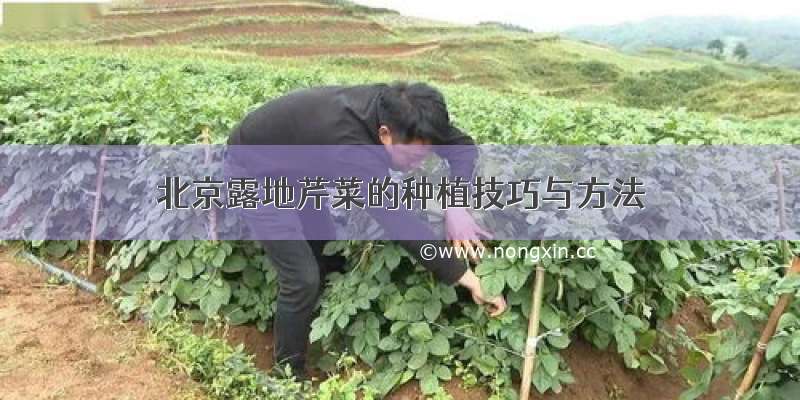 北京露地芹菜的种植技巧与方法