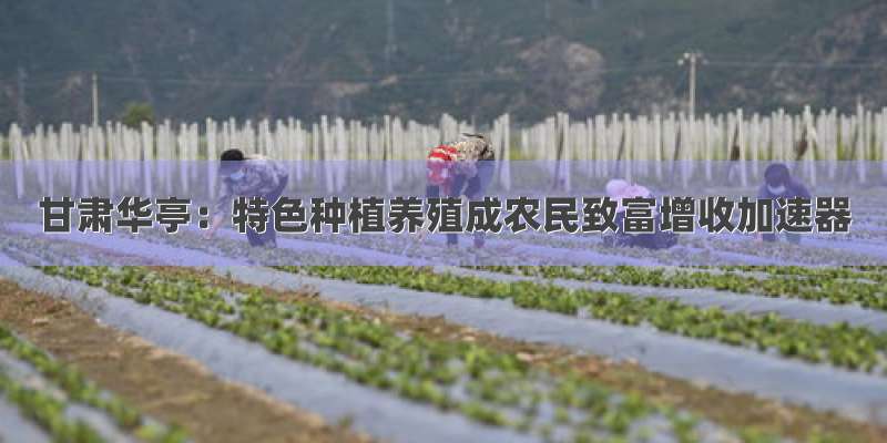甘肃华亭：特色种植养殖成农民致富增收加速器